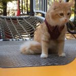 猫用プレイアーデンの栄養成分と安全性の口コミ評判