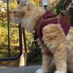 無着色で安全なおすすめの無添加キャットフード3選
