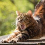 グルテンフリーキャットフードのメリットデメリットとおすすめ3選