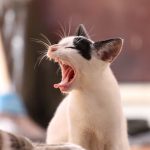 グレインフリーキャットフードのメリットデメリットとおすすめ3選