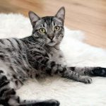 アートゥーキャットフードの栄養成分と安全性の口コミ評判