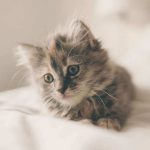 国産無添加ねこひかりの栄養成分と安全性の口コミ評判