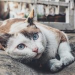 ウェルネスキャットフードの栄養成分と安全性の口コミ評判