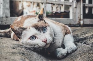 ウェルネスキャットフードの栄養成分と安全性の口コミ評判