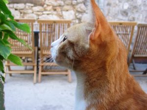 本当に高品質なヒューマングレードキャットフードランキング