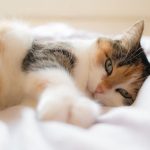 猫用フィーラインナチュラルの栄養成分と安全性の口コミ評判