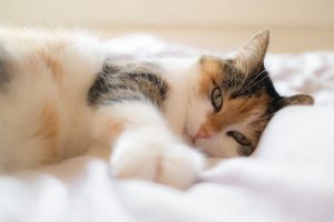 猫用フィーラインナチュラルの栄養成分と安全性の口コミ評判