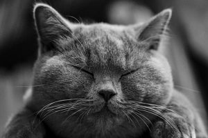 尿路結石の対策におすすめのキャットフード5選