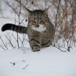 猫がフードを吐く原因は?キャットフードを変えればいいの?