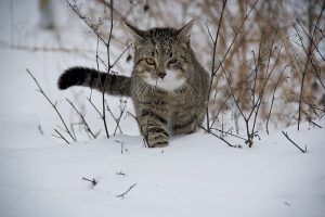 猫がフードを吐く原因は?キャットフードを変えればいいの?