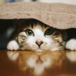 ロータスキャットフードの栄養成分と安全性の口コミ評判