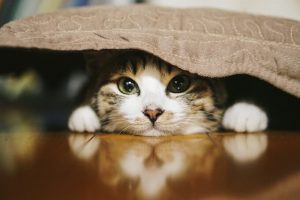 ロータスキャットフードの栄養成分と安全性の口コミ評判