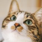 猫用キドニーキープの栄養成分と安全性の口コミ評判