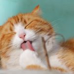 キャットフードおすすめ人気ランキング【最新版】