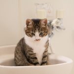 猫用ミネットの栄養成分と安全性の口コミ評判