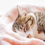 ハローキャットフードの栄養成分と安全性の口コミ評判