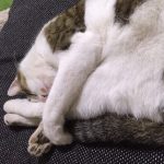 キャットフードを砕くメリットと正しいドライフードの砕き方