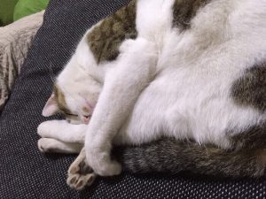 キャットフードを砕くメリットと正しいドライフードの砕き方