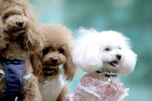 ナチュロルドッグフードの栄養成分と安全性の口コミ評判