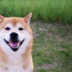 犬用ピュリナプロプランの栄養成分と安全性の口コミ評判