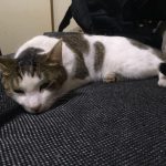 食物繊維が多いキャットフードのメリットとおすすめ3選