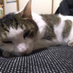 小粒キャットフードのメリットデメリットとおすすめ3選