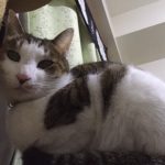 低カロリーで栄養豊富なおすすめキャットフードランキング