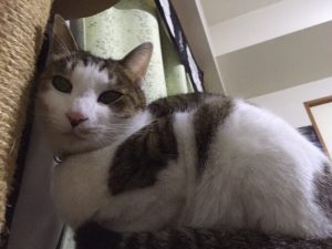 低カロリーで栄養豊富なおすすめキャットフードランキング