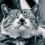 高タンパク質で吸収率が高いおすすめキャットフードランキング