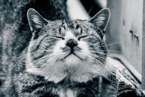 高タンパク質で吸収率が高いおすすめキャットフードランキング