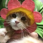 低脂肪で良質な原材料を使ったおすすめキャットフード3選