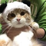 完全解説!キャットフードの総合栄養食と一般食の違いは何?