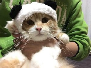 完全解説！キャットフードの総合栄養食と一般食の違いは何？