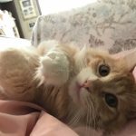 キャットフードの割引キャンペーン5選!限定特典も公開中