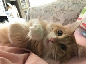 キャットフードの割引キャンペーン5選!限定特典も公開中