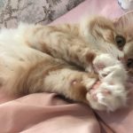 キャットフードにマグネシウムの量が多いと危険って本当?