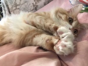 キャットフードにマグネシウムの量が多いと危険って本当?