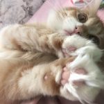 ソフトドライキャットフードの特徴とメリットデメリット