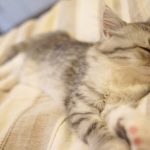 キャットフードに含まれるタウリンの役割と特徴