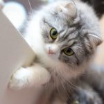 栄養バランスが取れたキャットフードの定義とおすすめ3選