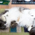 キャットフードに含まれる脂質・脂肪の役割と特徴