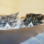キャットフードに含まれるリンって何?少ない方が良いの?