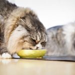 キャットフードに含まれる家禽ミールなどの危険性を徹底解説