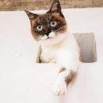 キャットフードに含まれるカルシウムの役割と特徴
