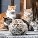 ビートパルプ不使用のおすすめキャットフード3選