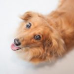 犬用ピュリナワンの栄養成分と安全性の口コミ評判