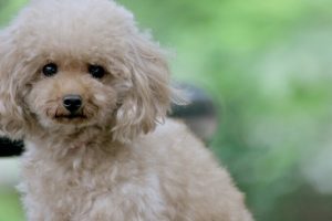 カナガンドッグフードの栄養成分と安全性の口コミ評判