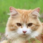 猫用エクイリブリアの栄養成分と安全性の口コミ評判