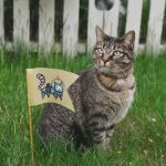 カトフキャットフードの栄養成分と安全性の口コミ評判