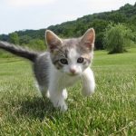 猫用ネイチャーズバラエティの栄養成分と安全性の口コミ評判